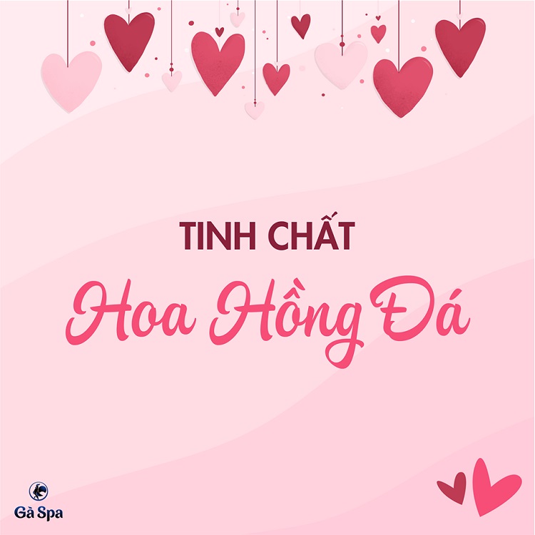 Valentine 2019 - Tinh cháº¥t hoa há»“ng Ä‘Ã¡